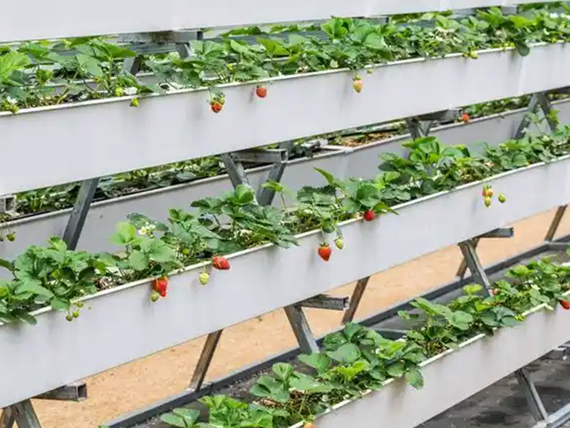 soilless planting soilless planting