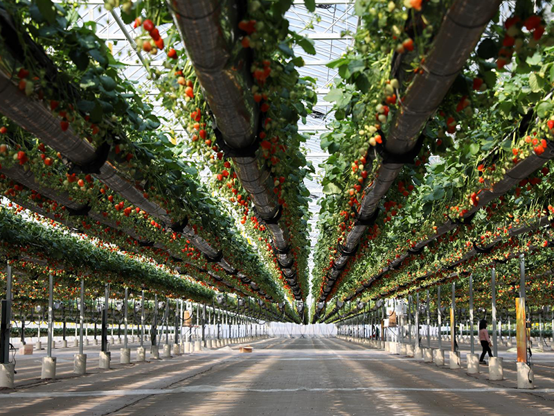 soilless planting soilless planting