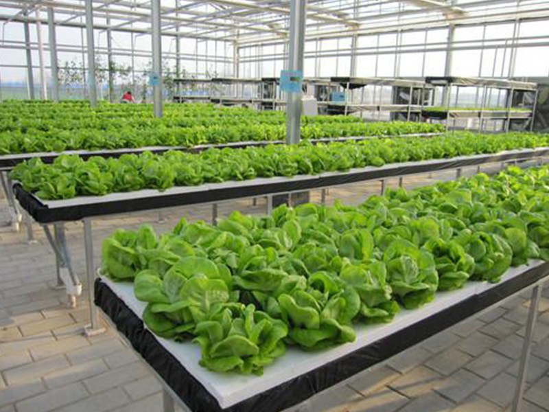 lettuce hydroponic system