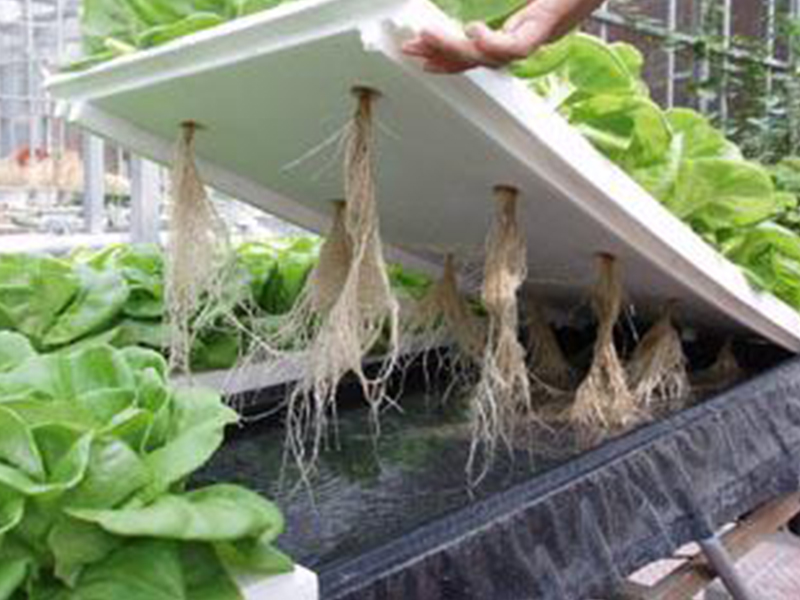 hydroponic vegetable garden indoor