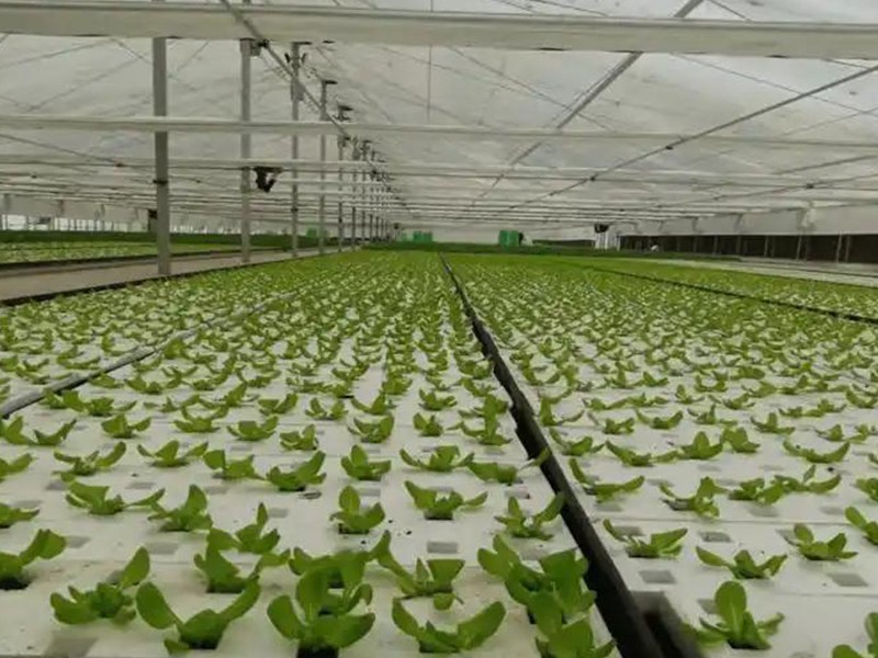 deep water culture hydroponics