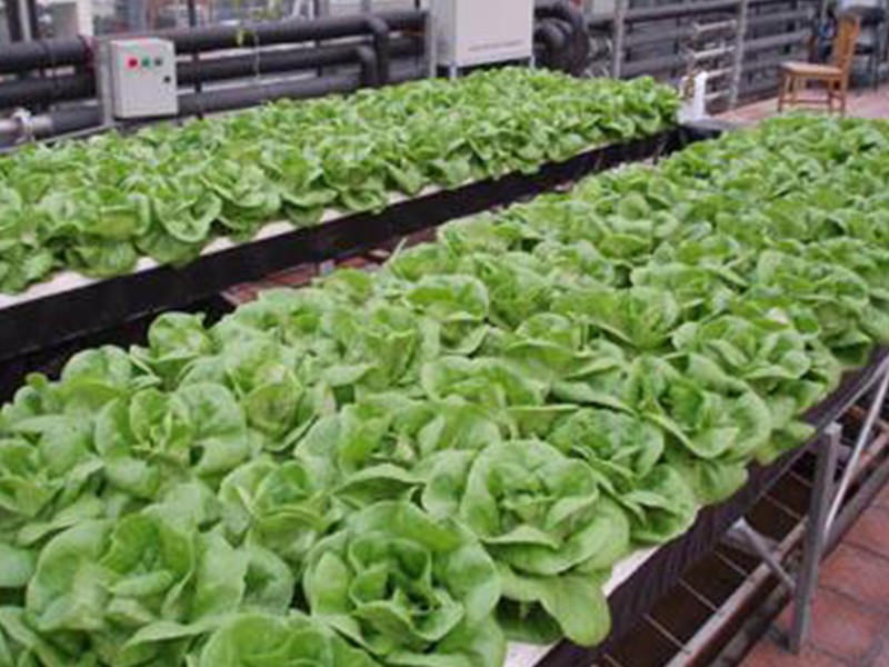 deep water culture hydroponics