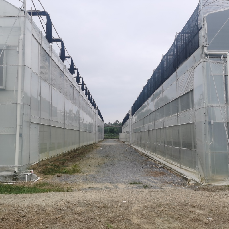 The 1500 square meters arched plastic film greenhouse in Shaoguan was completed