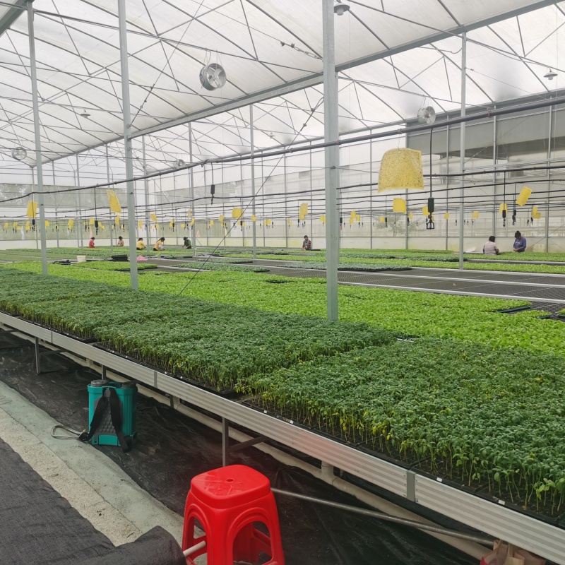 What are the characteristics of the arched plastic film greenhouse for leafy vegetable seedling cultivation?