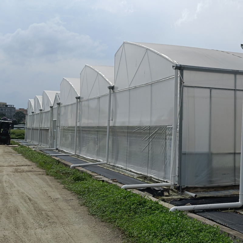 Characteristics and scale of global demand for dome-shaped plastic film greenhouses in 2024
