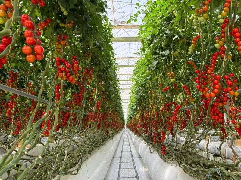 reinforced plastic greenhouse
