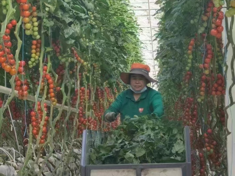 plastic polytunnel greenhouse