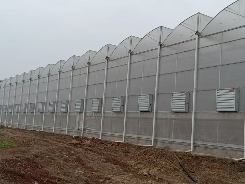 plastic polytunnel greenhouse