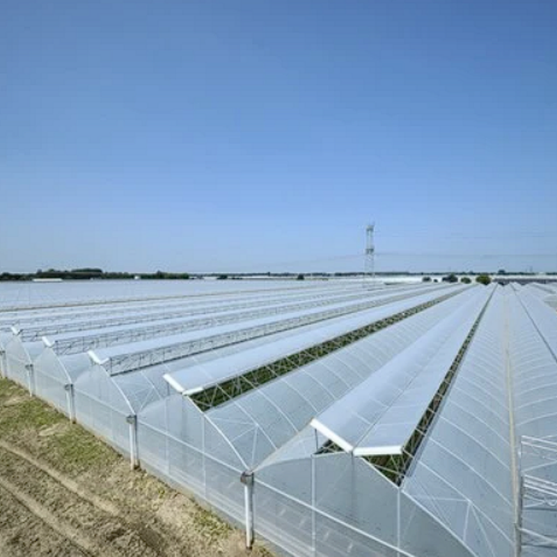 One fully open skylight polypropylene greenhouse for producing leafy vegetables is completed at YunNan,South China