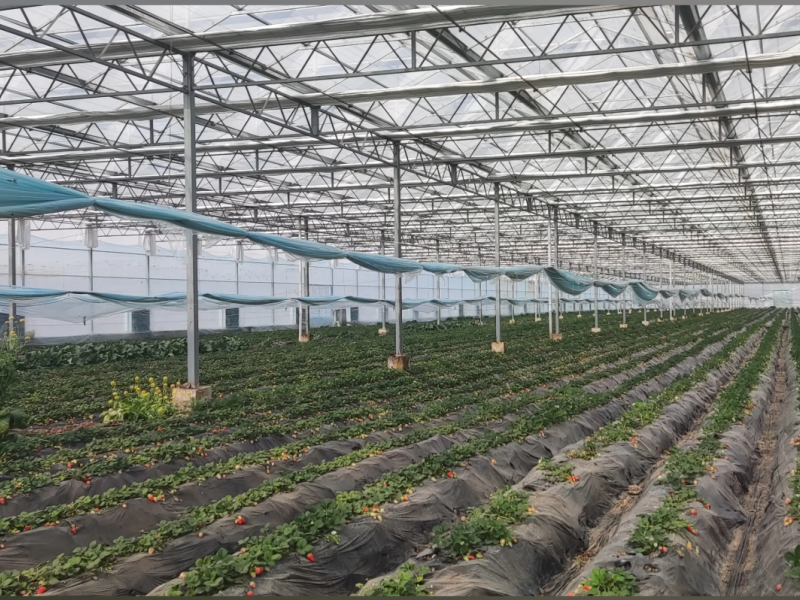 medium plastic greenhouse