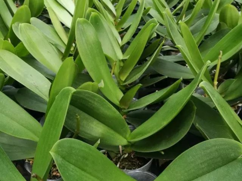polythene greenhouse