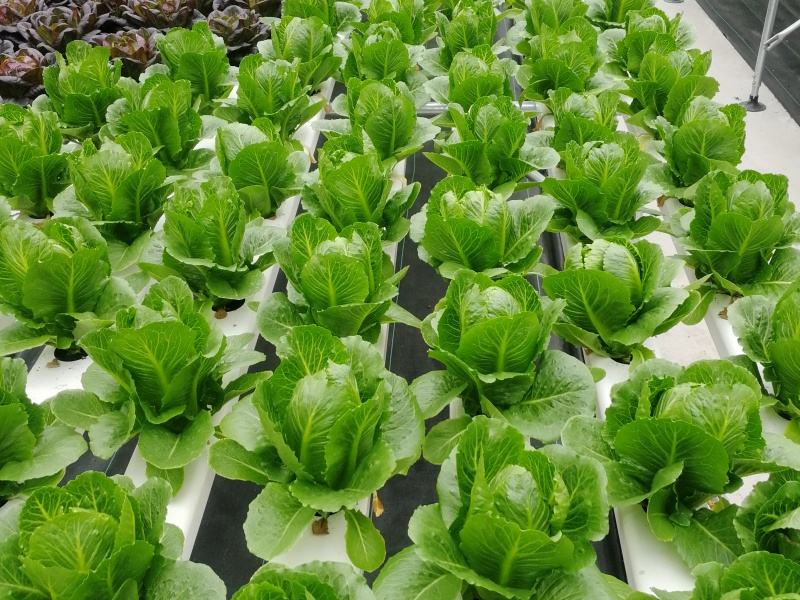 greenhouse equipment