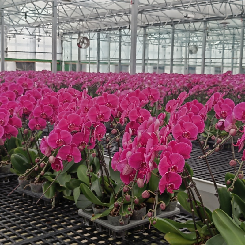 How to choose greenhouse categories when building a greenhouse?