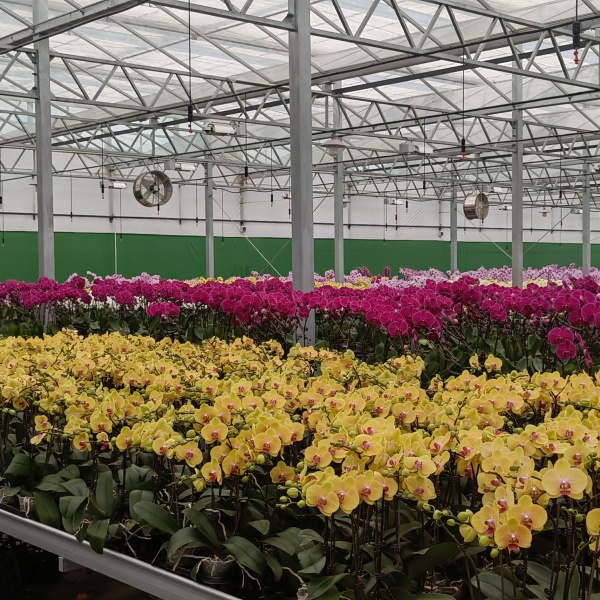 plastic polytunnel greenhouse plastic polytunnel greenhouse