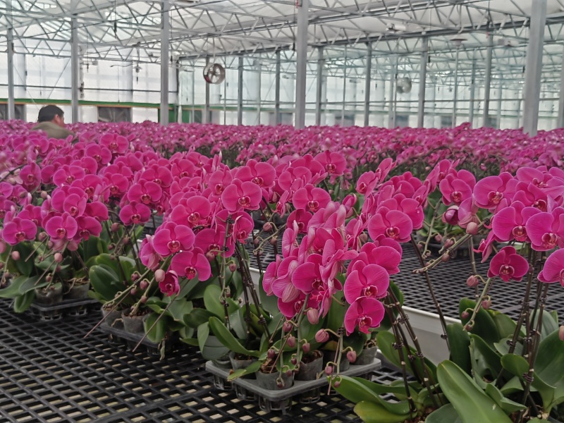 double layer poly greenhouse double layer poly greenhouse