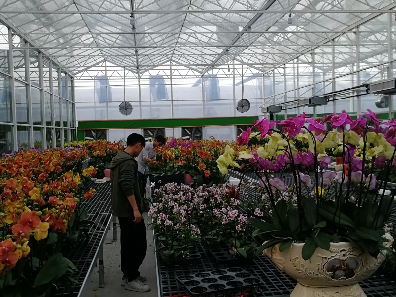 plastic tunnel greenhouse