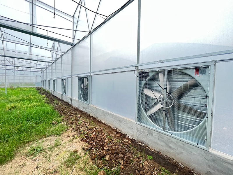 clear plastic polytunnel