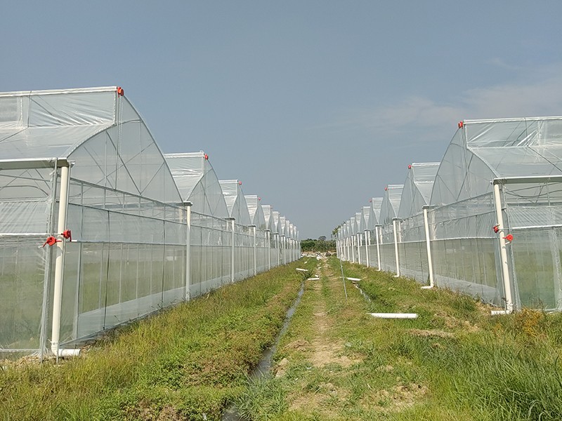 greenhouse with pvc cover greenhouse with pvc cover
