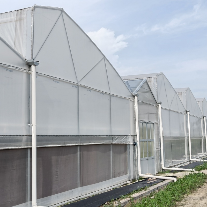 China's polytunnel plastic technology is accelerating its overseas expansion. How to optimize and upgrade in the Indian market?