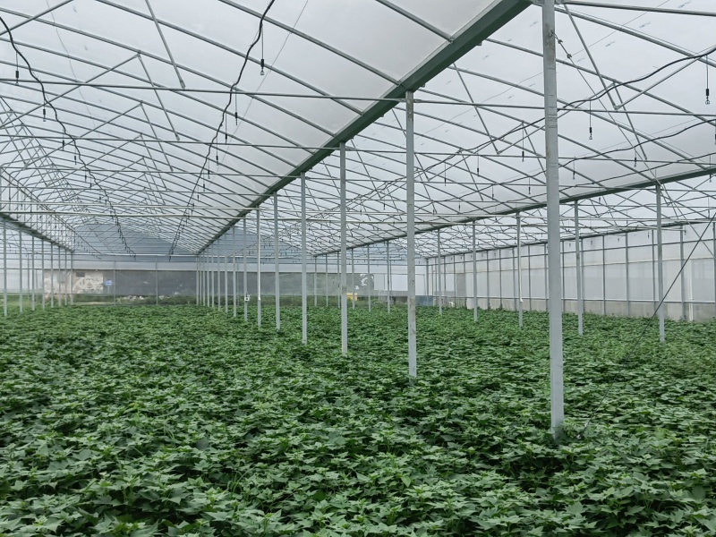 medium plastic greenhouse medium plastic greenhouse