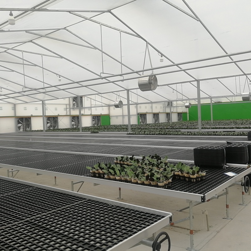 China's clear poly sheeting greenhouse technology goes overseas to Vietnam: new strategies for adjustment and optimization and upgrading