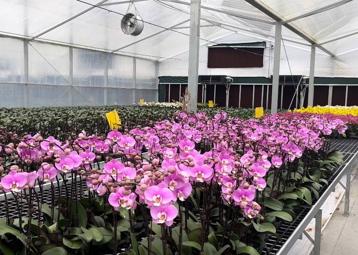 plastic greenhouse plastic greenhouse