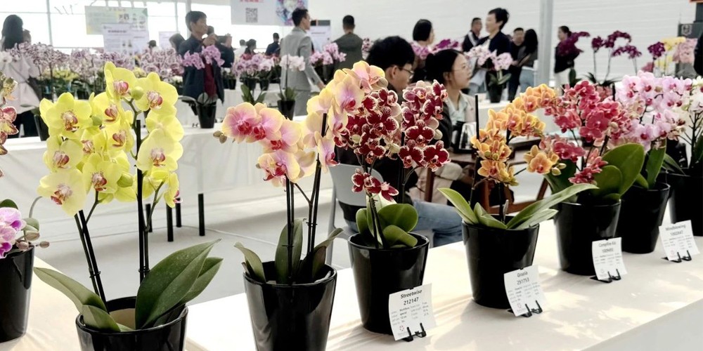 seed beds for planting