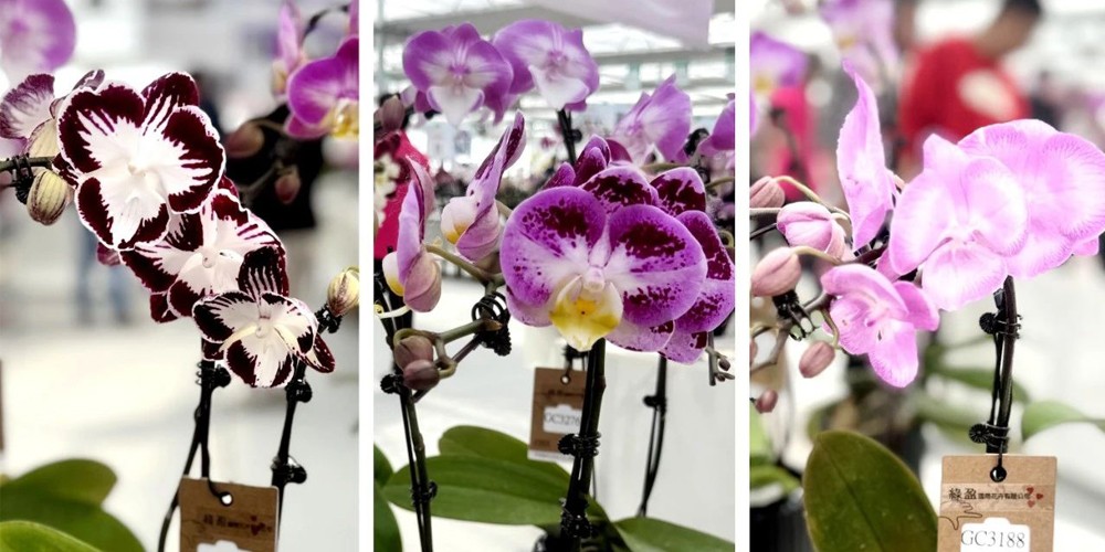 seed beds for planting