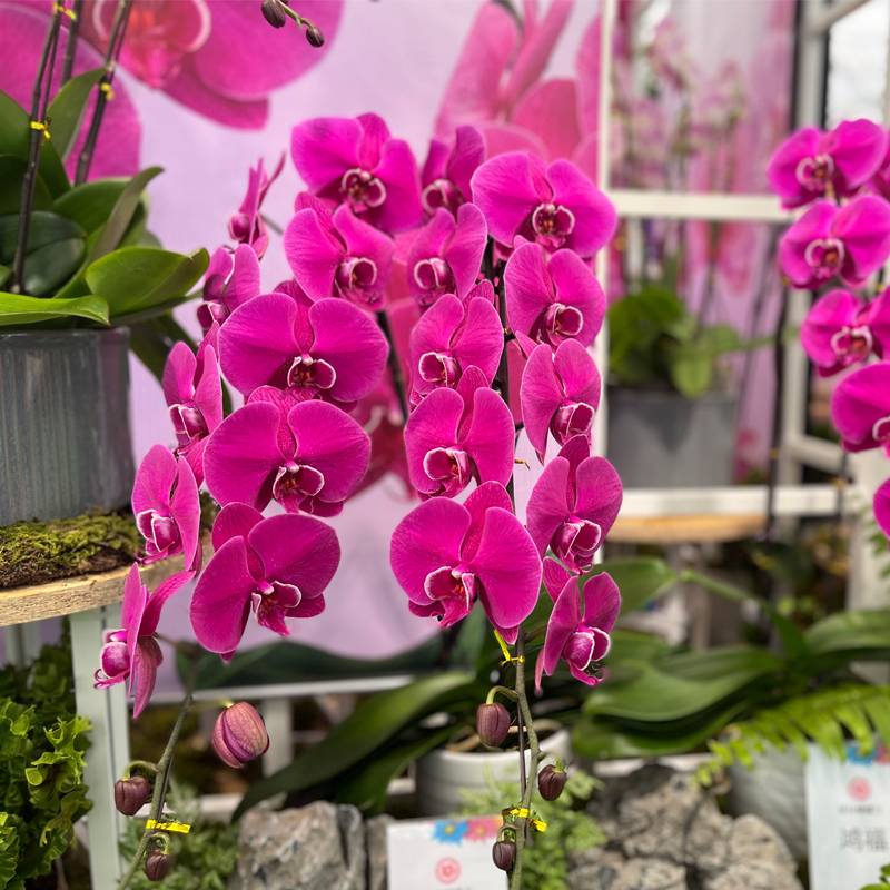 Top Orchid Among a Thousand Blooms