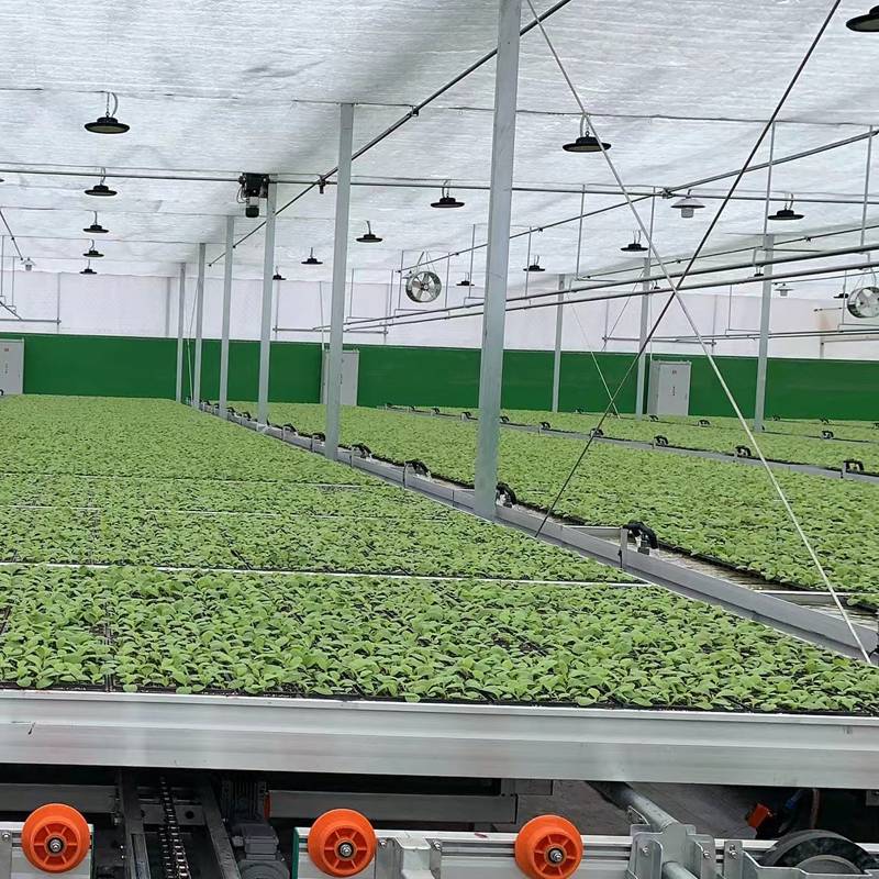 Efficient Greenhouse Seedbed Layout