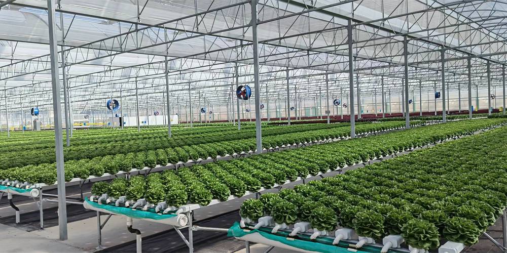 seed beds for planting