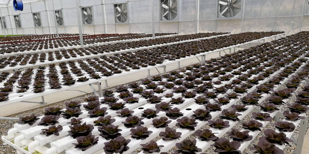 lettuce hydroponic system lettuce hydroponic system