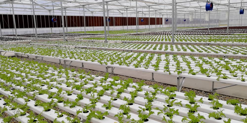 hydroponics lettuce growing system