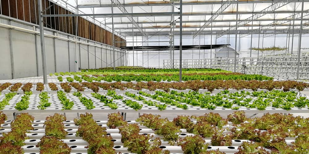 best growing medium for hydroponic lettuce best growing medium for hydroponic lettuce