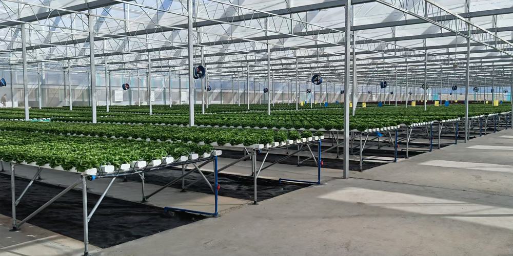 Greenhouse Farming