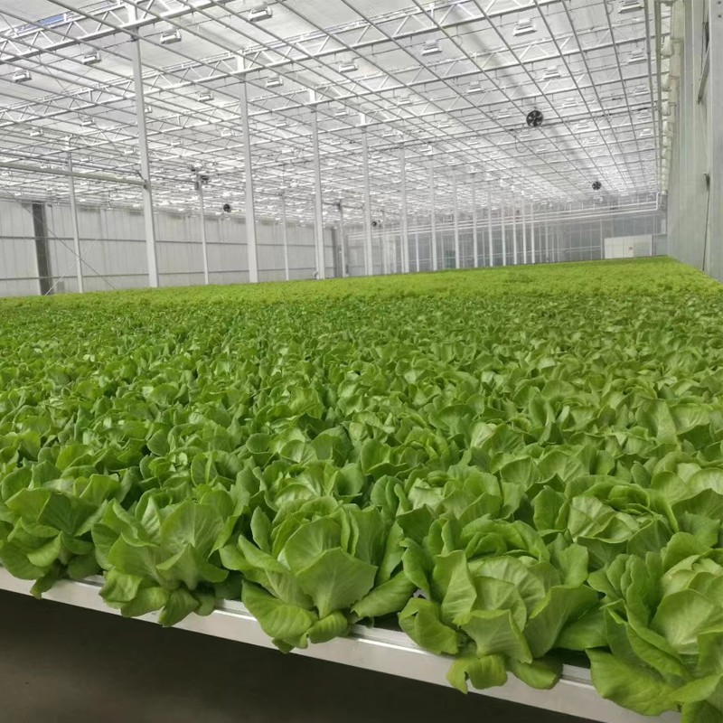 Optimal Greenhouse Fan Placement