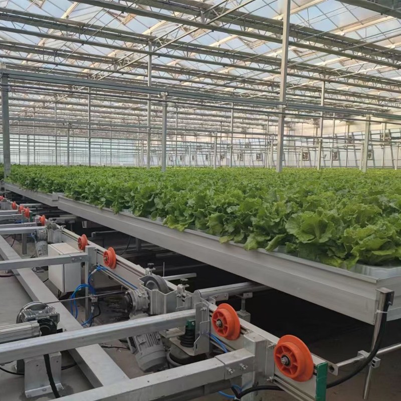 Ebb and Flow vs. Traditional Hydroponics