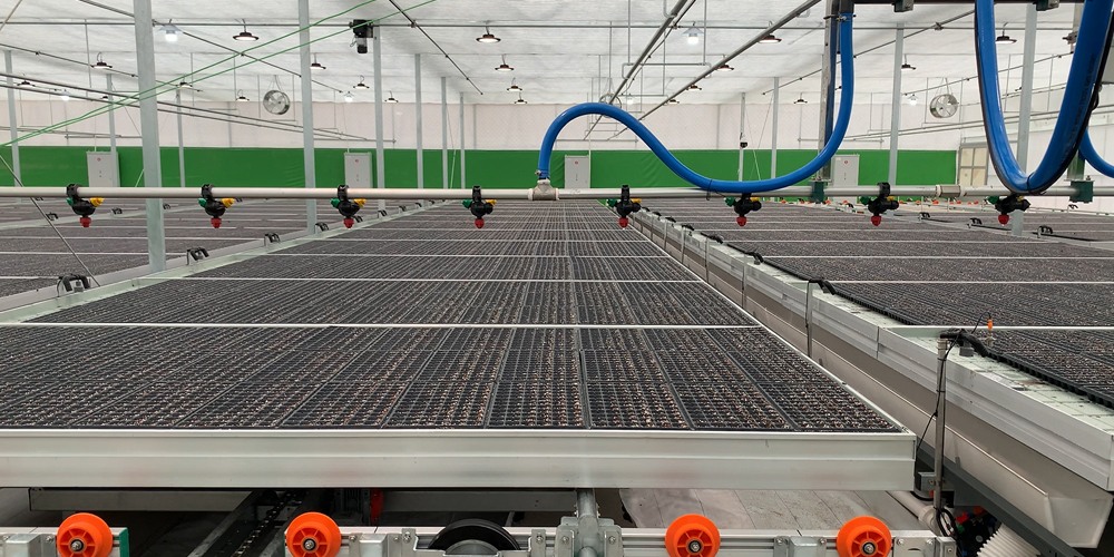 hydroponic lettuce production