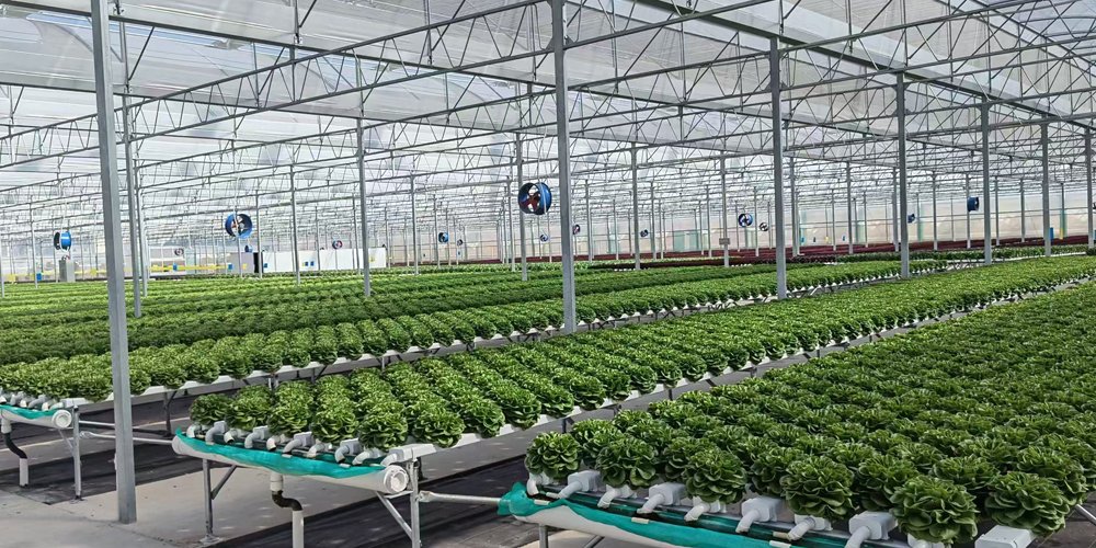 modern glass greenhouse