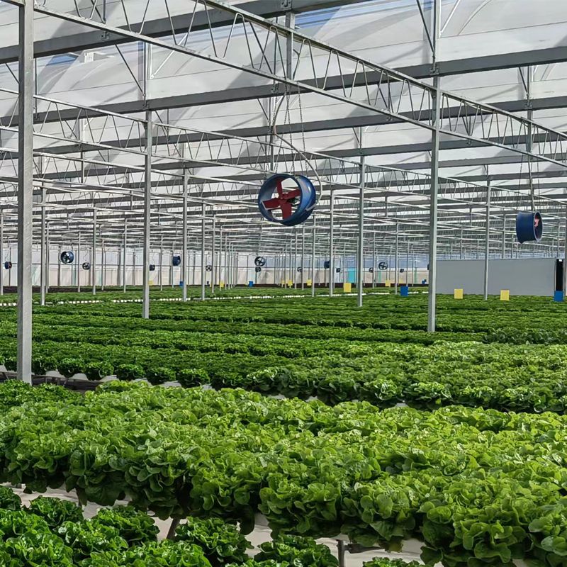 Hydroponic Lettuce Complete Process