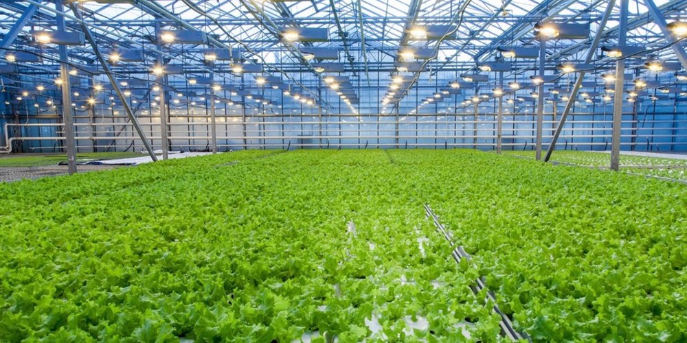 lettuce grow farmstand