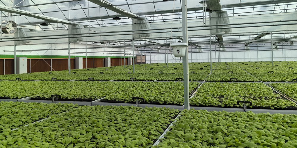 hydroponic greenhouse