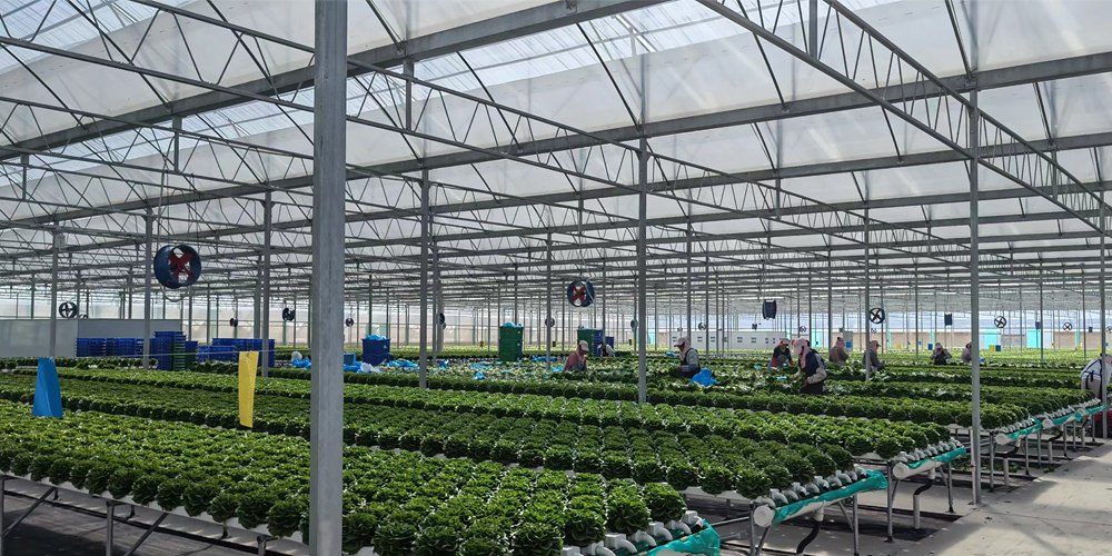 采用ebb and flow grow system 采用ebb and flow grow system