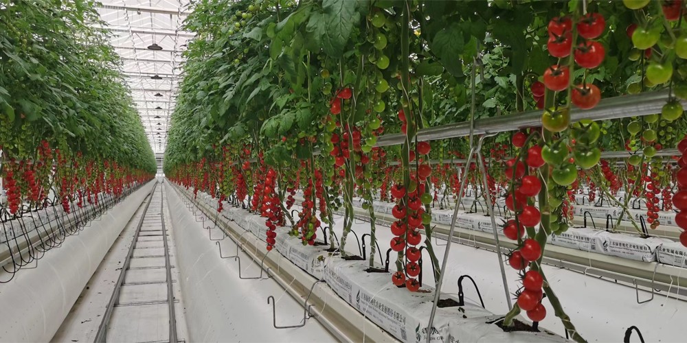 hydroponic farming hydroponic farming