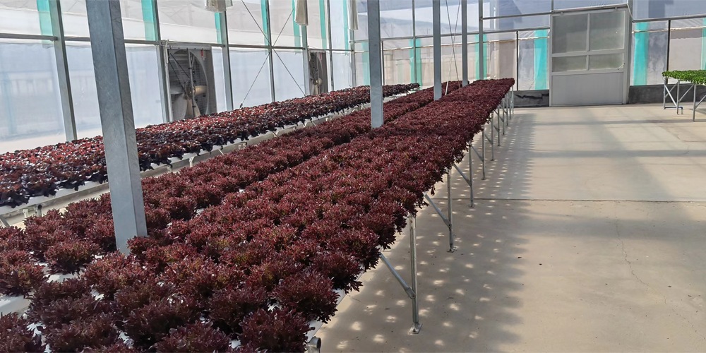 采用ebb and flow grow system 采用ebb and flow grow system