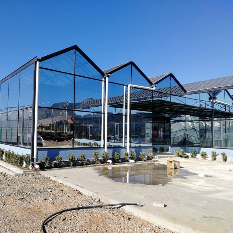 ydroponic Lettuce in Glass Greenhouses: The Future of Vertical Farming