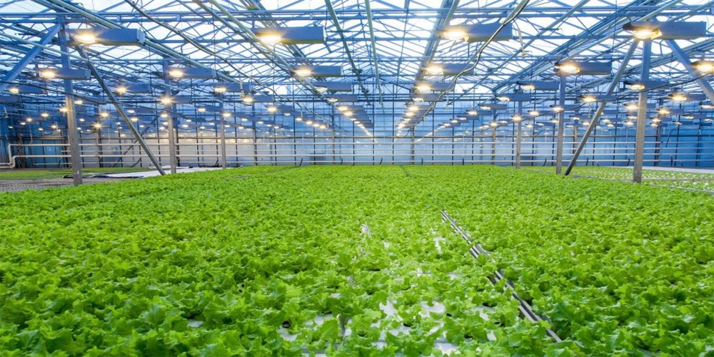 deep water culture hydroponics