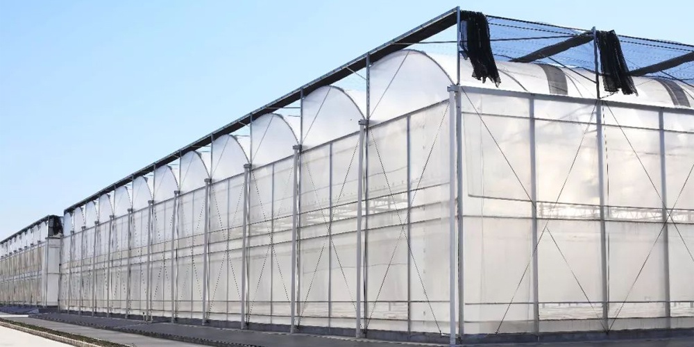 lettuce hydroponic system