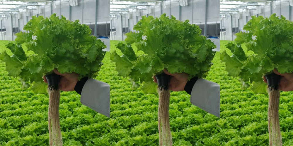 lettuce grow farmstand