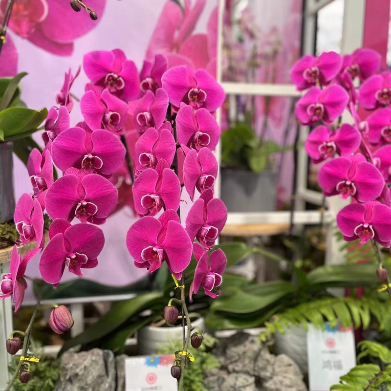 2024 Global Innovations in Phalaenopsis Greenhouse Technology
